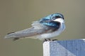 Male Tree Swallow Standing on a Post Royalty Free Stock Photo