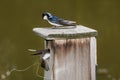 Male Tree Swallow watches female bring nesting material for nest Royalty Free Stock Photo