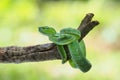 Male Trimeresurus (parias) hageni\'s viper Hagen in a steady attacking stance against a natural background Royalty Free Stock Photo