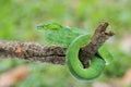 Male Trimeresurus (parias) hageni\'s viper Hagen in a steady attacking stance against a natural background Royalty Free Stock Photo