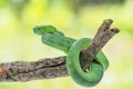 Male Trimeresurus (parias) hageni\'s viper Hagen in a steady attacking stance against a natural background Royalty Free Stock Photo