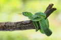 Male Trimeresurus (parias) hageni\'s viper Hagen in a steady attacking stance against a natural background Royalty Free Stock Photo