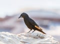 The male Tristram long-tailed starling sits on a stone on the ruins of the Masada fortress in the Judean desert in Israel and is l