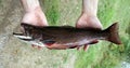 Male trout