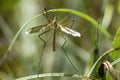 Male true crane fly Royalty Free Stock Photo