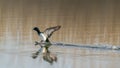 Male Tufted Duck Anatidae landing on the water