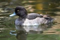 Male Tufted Duck