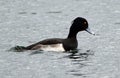 Male tufted duck preparing to dive Royalty Free Stock Photo