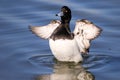Male tufted duck