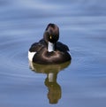 Male tufted duck looking down