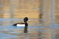 Male Tufted Duck Royalty Free Stock Photo