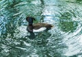 A male tufted duck in a swirl of green water