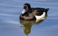 Male tufted duck