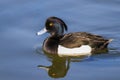 Male tufted duck