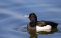 Male tufted duck