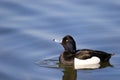 Male tufted duck