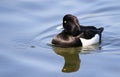 Male tufted duck