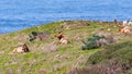 Male Tule elk Cervus canadensis nannodes sitting on a meadow in Point Reyes National Seashore, Pacific Ocean shoreline, Royalty Free Stock Photo