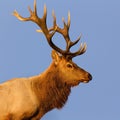 Male Tule Elk Close-up Royalty Free Stock Photo