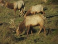 Male tule elks in Point Reyes, California Royalty Free Stock Photo