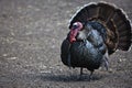 Male Turkey Royalty Free Stock Photo
