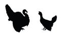 Male turkey against wood grouse vector silhouette illustration isolated. Forest meadow wildlife birds.