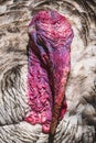 Male turkey with bright pink caruncles and snood Royalty Free Stock Photo