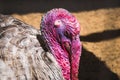 Male turkey with bright pink caruncles and snood in profile in c Royalty Free Stock Photo