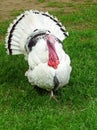 Male turkey displaying aggression Royalty Free Stock Photo