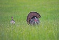 A male Turkey displays his tail feathers to a female. Royalty Free Stock Photo