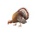 Male turkey eating food bend down head Royalty Free Stock Photo