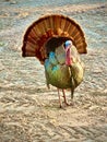 Male turkey feathers fanned mating season Florida Royalty Free Stock Photo