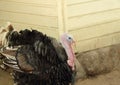 Male turkey gobbler Royalty Free Stock Photo