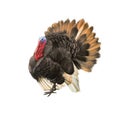 Male turkey illustration isolataed on white Royalty Free Stock Photo