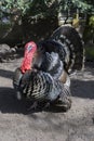 A male turkey, the large bird in the genus Meleagris