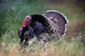 A male Turkey named Tom Royalty Free Stock Photo