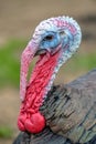 Male turkey  portrait close-up on blurred natural background Royalty Free Stock Photo