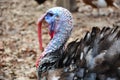 Male Turkey Royalty Free Stock Photo