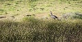 Male Turkey Running Tall Growth Big Wild Game Bird
