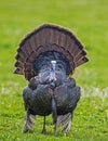 Male turkey shows his tail feathers. Royalty Free Stock Photo