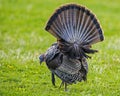 Male turkey shows his tail feathers.