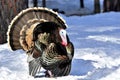 Wild Tom Turkey, Montana. Royalty Free Stock Photo