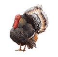 Male Turkey standing with big tail. Royalty Free Stock Photo