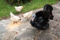 Male turkey and three white hens eating