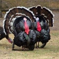 Male turkeys showing off