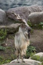 Male Turkmenian markhor Royalty Free Stock Photo