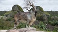 Male Turkmenian markhor Royalty Free Stock Photo