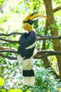 A male two horned hornbill is standing on the vine