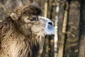 Male two-humped camel (Camelus bactrianus) Royalty Free Stock Photo