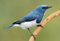 Male Ultramarine Flycatcher Ficedula superciliaris